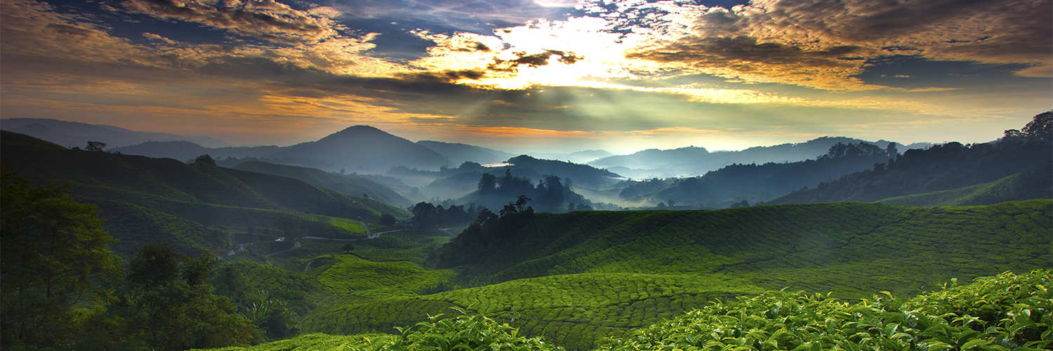 Более 100 сортов чая с лучших плантаций мира